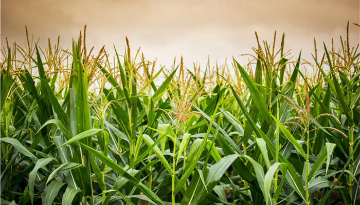 甘蔗产需较为稳定 未来仍需研发新品种
